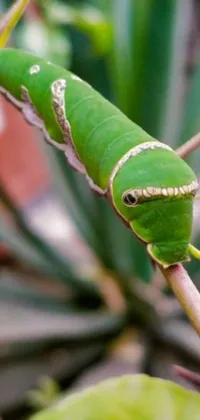 Transform your phone screen with this stunning live wallpaper of a vibrant green caterpillar perched atop a leafy plant