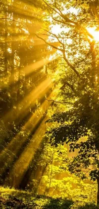 This phone live wallpaper features a serene forest setting with beautiful sunlight shining through the trees