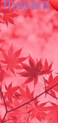 Leaf Petal Pink Live Wallpaper