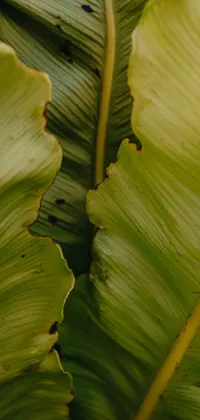 Leaf Petal Terrestrial Plant Live Wallpaper