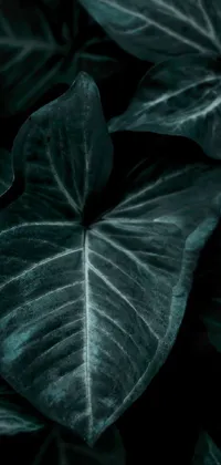 Leaf Plant Botany Live Wallpaper