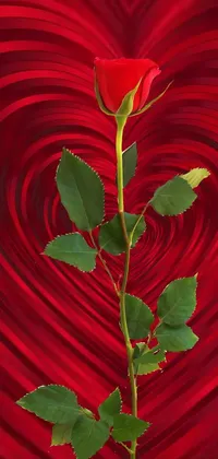 Leaf Plant Petal Live Wallpaper