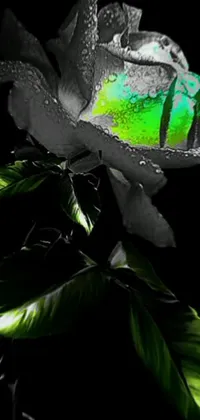 Leaf Plant Terrestrial Plant Live Wallpaper