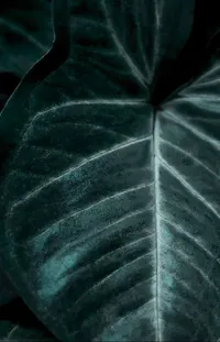 Leaf Terrestrial Plant Tints And Shades Live Wallpaper