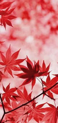 This live wallpaper depicts the vibrant autumn colors with a focus on red maple leaves
