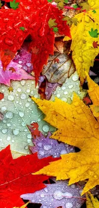 This phone live wallpaper showcases an autumn forest scene with colorful trees and droplet-adorned leaves on the forest floor