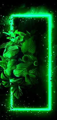 Transform your phone into a beam of nature with this mesmerizing live wallpaper! It features a stunning green neon frame with beautiful leaves on the periphery, complemented by an explosion of neon flowers in different directions