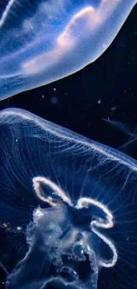 This phone live wallpaper features a mesmerizing deep blue mood with a group of jellyfish swimming in unison, their transparent carapaces reflecting an otherworldly glow