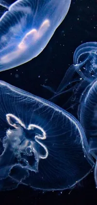 Immerse yourself in the tranquility of the deep sea with a stunning live wallpaper for your phone