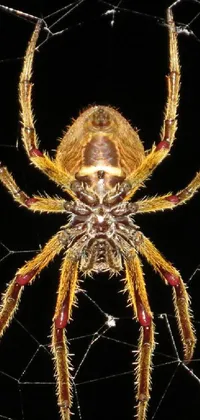 Light Arthropod Insect Live Wallpaper