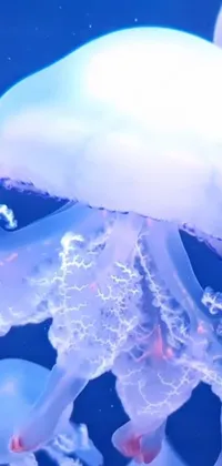 Light Azure Liquid Live Wallpaper