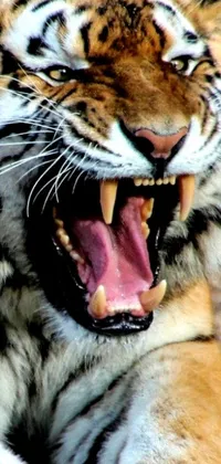 This phone live wallpaper showcases a close-up of a roaring tiger with its mouth wide open and sharp claws in full view