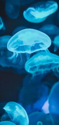 Bring an animated aquarium to your phone screen with this enchanting live wallpaper featuring a group of jellyfish illuminated by their own bioluminescence