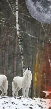 winter wolf  Live Wallpaper