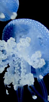 This live wallpaper for your phone features a 4k photograph of a group of jellyfish swimming together