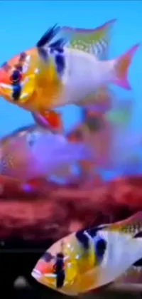 This gorgeous phone live wallpaper features a vibrant and colorful scene of two fish swimming gracefully in a tank