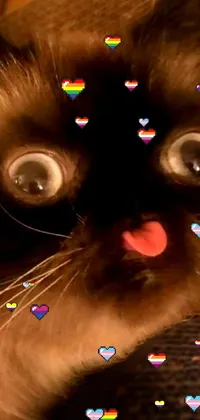 This phone live wallpaper features an adorable close-up of a cat with its tongue out and a shocked expression on its face