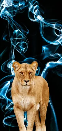 This live phone wallpaper features a stunning lion standing on a black surface with a vibrant orange mane and piercing eyes