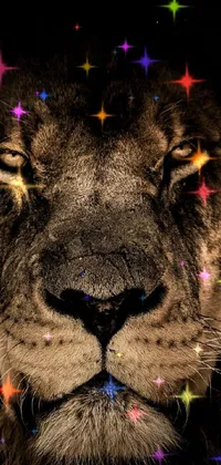 king is always 👑 king Live Wallpaper