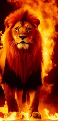 Light Felidae Lion Live Wallpaper