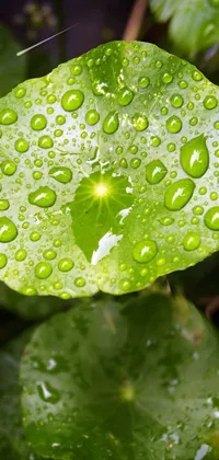 This phone live wallpaper boasts stunning visuals of a green leaf, lotuses and clover