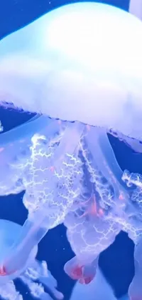 Light Jellyfish Azure Live Wallpaper