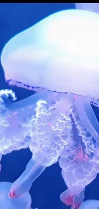 Light Jellyfish Marine Invertebrates Live Wallpaper