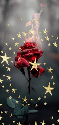 This captivating phone live wallpaper showcases a red rose with smoking tendrils set against a burning forest background