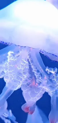 Light Liquid Jellyfish Live Wallpaper