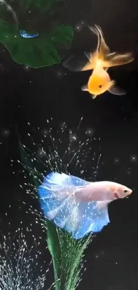 Get entranced by a phone live wallpaper depicting two fish swimming in a tank amidst falling flower petals