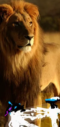 Light Masai Lion Lion Live Wallpaper