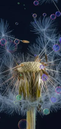 This phone live wallpaper showcases a stunning macro photograph of a dandelion's wispy seeds being carried away by the wind