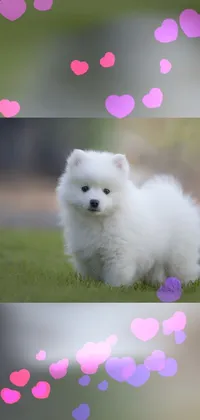 This adorable live wallpaper features a white Samoyed dog standing on a lush green field