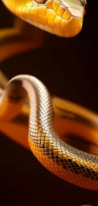 3D SNAKE