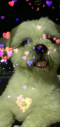 This phone live wallpaper showcases a charming shih tzu with hearts on its face