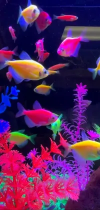 Light Underwater Purple Live Wallpaper