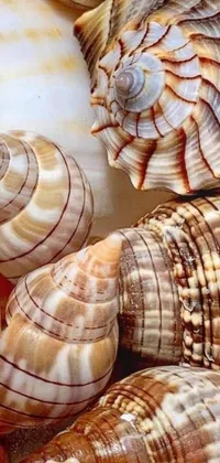 This phone live wallpaper features a charming pile of shells in a macro photograph