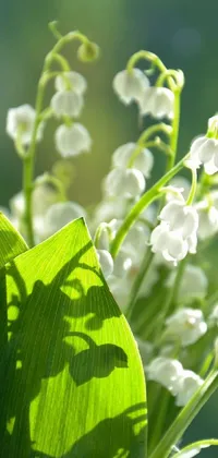 Lily Of The Valley Flower Plant Live Wallpaper