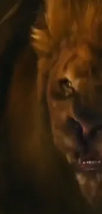 Lion Carnivore Big Cats Live Wallpaper