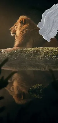 Lion Carnivore Felidae Live Wallpaper