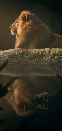 Lion Felidae Big Cats Live Wallpaper