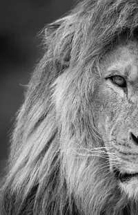 Lion Felidae Masai Lion Live Wallpaper
