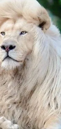 Transform your mobile screen with this captivating live wallpaper featuring a stunning white lion portrait