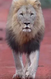 Lion Masai Lion Carnivore Live Wallpaper