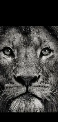 Lion Masai Lion Carnivore Live Wallpaper