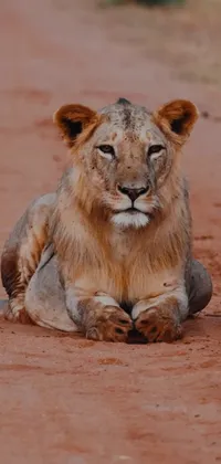 Lion Masai Lion Felidae Live Wallpaper