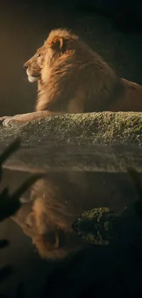 Lion Organism Big Cats Live Wallpaper
