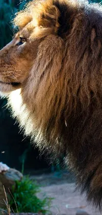 Lion Working Animal Masai Lion Live Wallpaper
