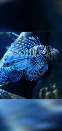 Lionfish Blue Water Live Wallpaper