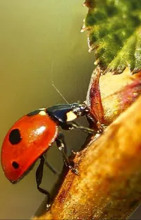 Liquid Arthropod Insect Live Wallpaper